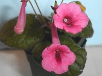 Sinningia 'Ozark Doris Fay' Sinningia 'Ozark Doris Fay'